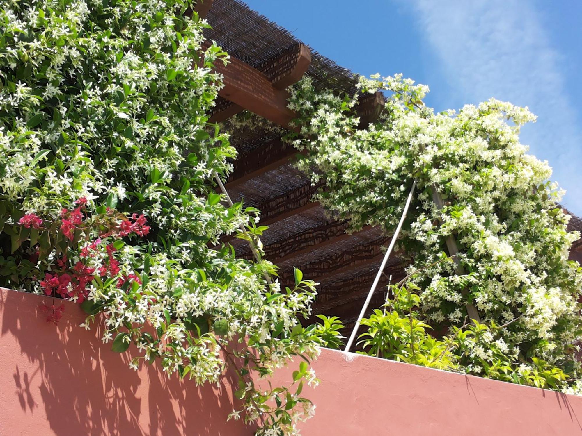 Gato Preto De Silves - Adults Only Bed and Breakfast Εξωτερικό φωτογραφία