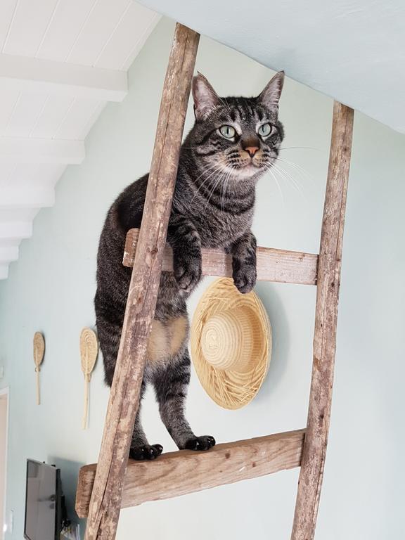 Gato Preto De Silves - Adults Only Bed and Breakfast Εξωτερικό φωτογραφία