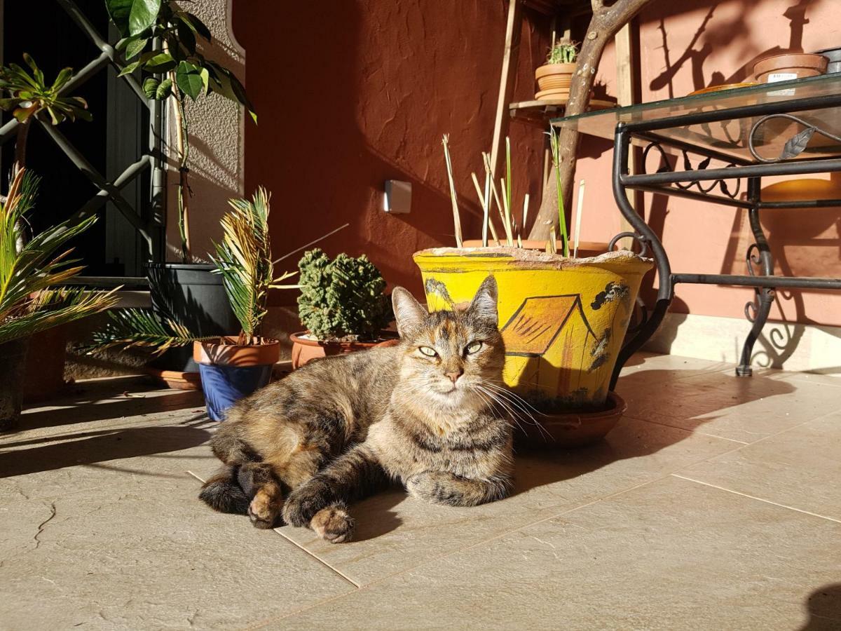Gato Preto De Silves - Adults Only Bed and Breakfast Εξωτερικό φωτογραφία